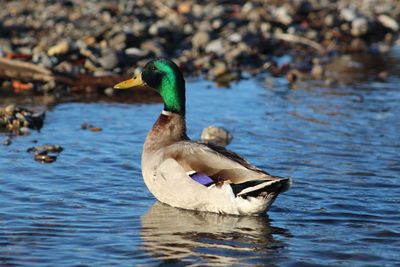 Duck swimming in lake