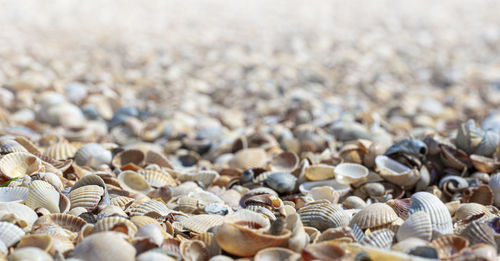 Sea shells seashells from tropical beach as background. selective focus