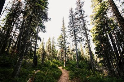 Trees in forest