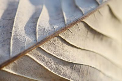 Magnolia leaf texture