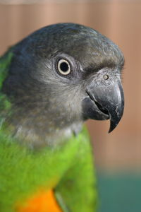 Close-up of a bird