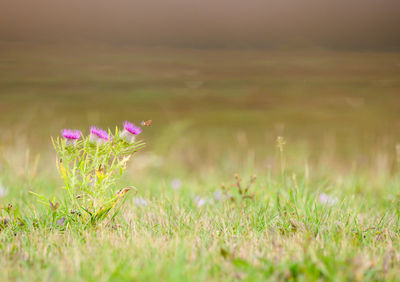 Close-up of pink flowering plant on land