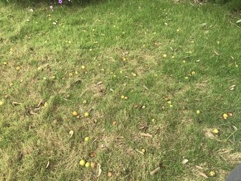Full frame shot of grass on field