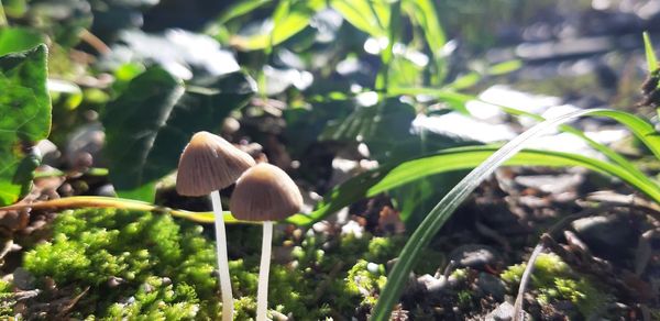 Close-up of mushrooms growing on field