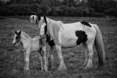 Horses standing on field