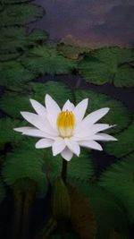 Close-up of lotus water lily in pond