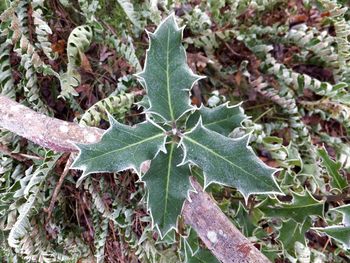 Close-up of plant