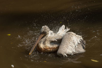 Duck swimming in lake