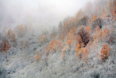 View of trees in forest during winter