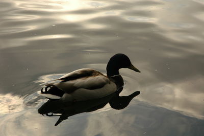 Swan swimming in lake