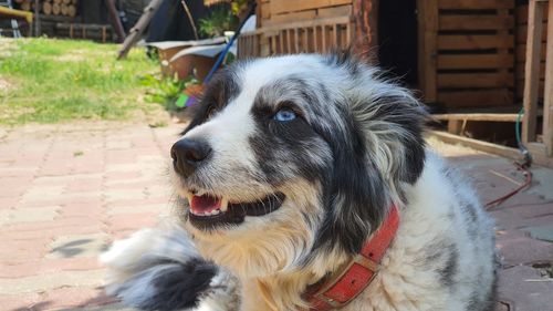 Close-up of dog looking away