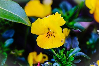 Close-up of yellow flowering plant