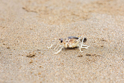 Close-up of crab on beach