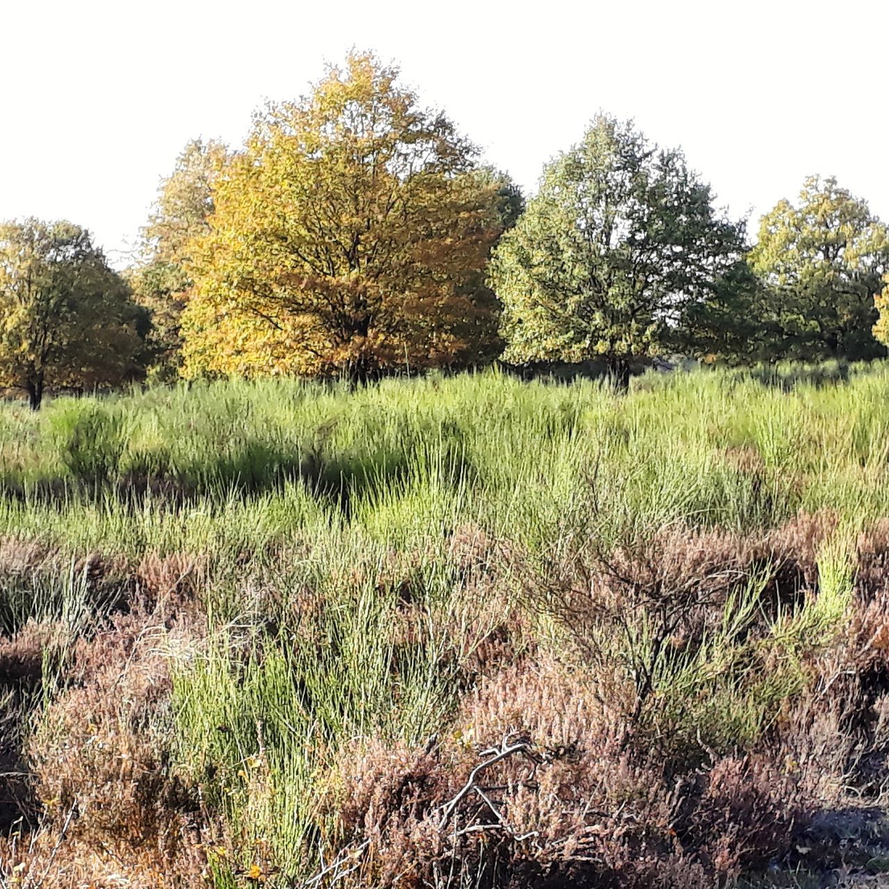 plant, tree, grass, land, tranquility, field, growth, tranquil scene, landscape, sky, environment, beauty in nature, green color, nature, scenics - nature, day, no people, non-urban scene, clear sky, outdoors