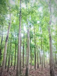 Low angle view of trees in forest