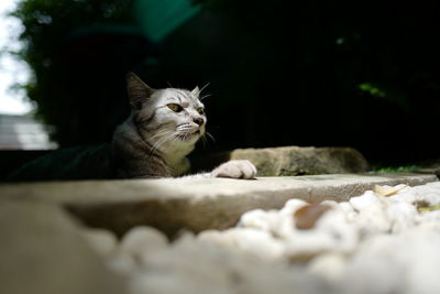 Close-up of a cat looking away