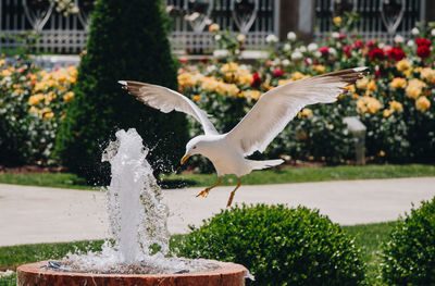 Seagull drinking water at drink fountain