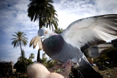 Close-up of hand holding bird against sky