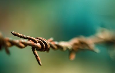 Close-up of rusty barbed wire