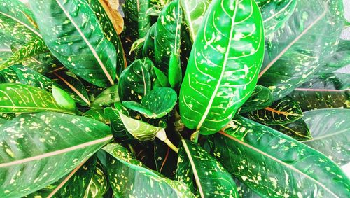 Close-up of wet plant leaves