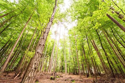 Trees in forest
