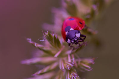 Close-up of insect on purple flower