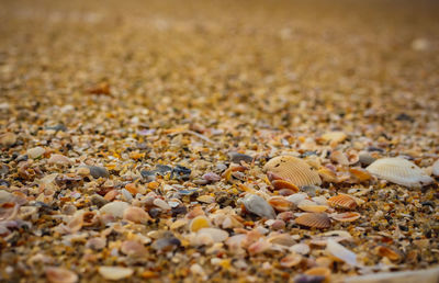 Close-up of shells on beach