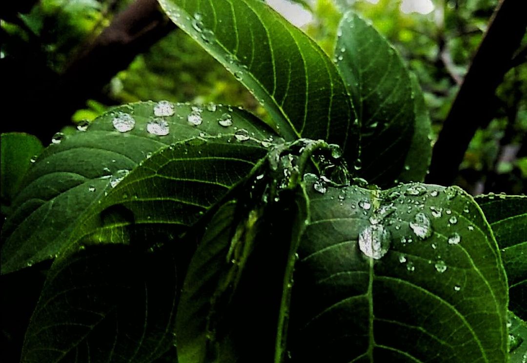 drop, leaf, plant part, plant, wet, water, growth, green color, close-up, nature, beauty in nature, no people, rain, dew, focus on foreground, vulnerability, day, fragility, raindrop, purity, outdoors, rainy season, leaves