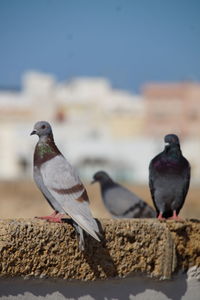 Close-up of birds perching on a wall