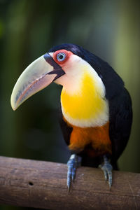 Portrait of toucan on wood