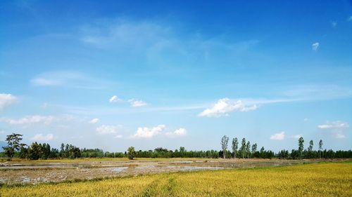 Scenic view of field against blue sky