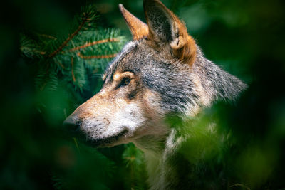 Close-up of a dog