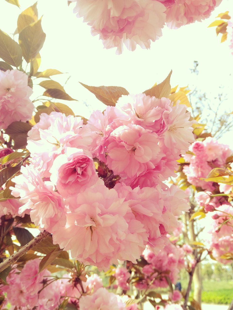 flower, freshness, fragility, pink color, petal, beauty in nature, growth, branch, flower head, nature, blossom, blooming, cherry blossom, in bloom, pink, close-up, springtime, cherry tree, tree, low angle view