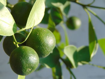 Close-up of fruits on tree