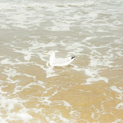 High angle view of seagull swimming in lake