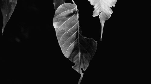 Low angle view of leaf against black background