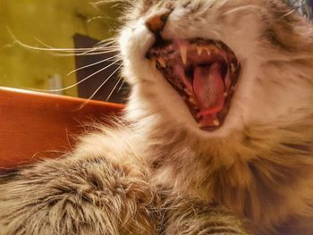 Close-up of cat yawning