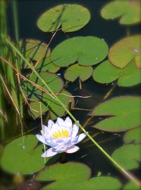 High angle view of lotus water lily in pond