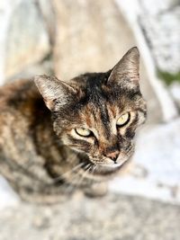 Close-up portrait of a cat