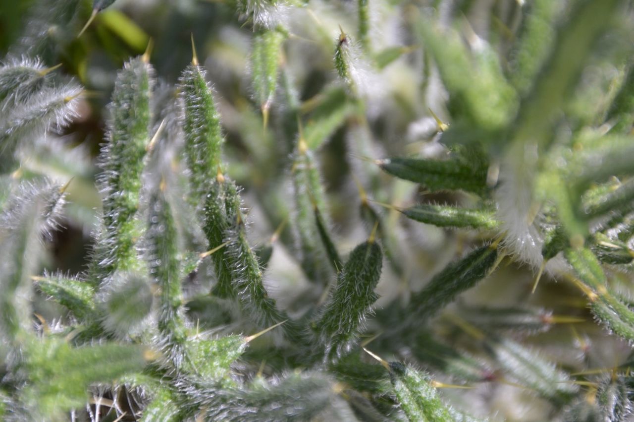 growth, nature, plant, close-up, green color, leaf, beauty in nature, focus on foreground, thorn, day, spiked, tranquility, branch, selective focus, outdoors, tree, no people, palm tree, growing, full frame