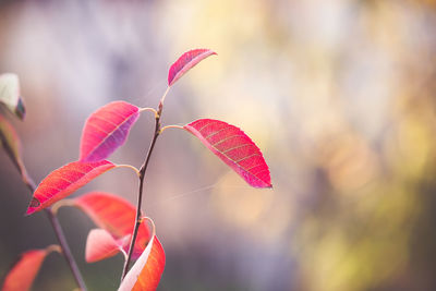 Close-up of red flowering plant