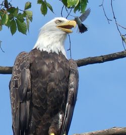 Low angle view of eagle perching on branch