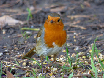 Close-up of bird perching on a field