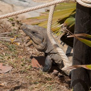 Close-up of lizard on land