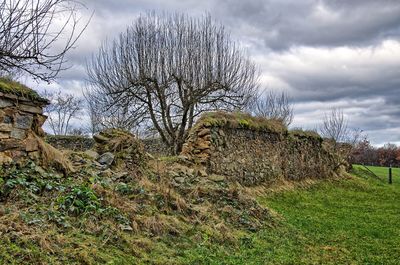 Bare trees on grassy field against cloudy sky