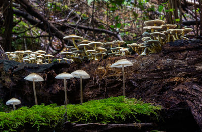 Mushrooms in a forest