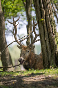 Close-up of deer in forest