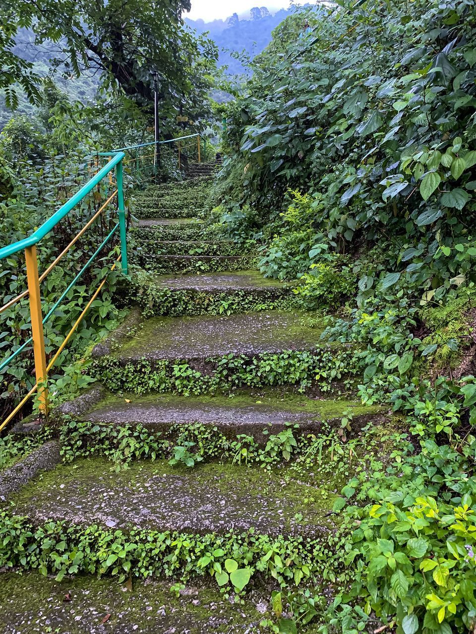 VIEW OF STEPS IN FOREST