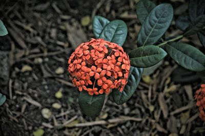 High angle view of red ixora blooming outdoors