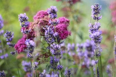 Close-up of lavender blooming outdoors